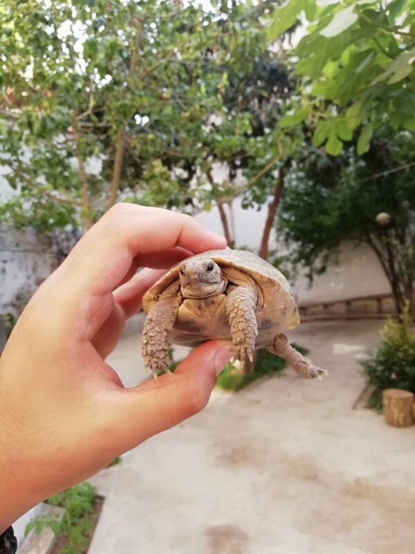 Baby Turtle Release - Select Dates